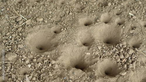 There are many retreat animal houses that are still inhabited photo
