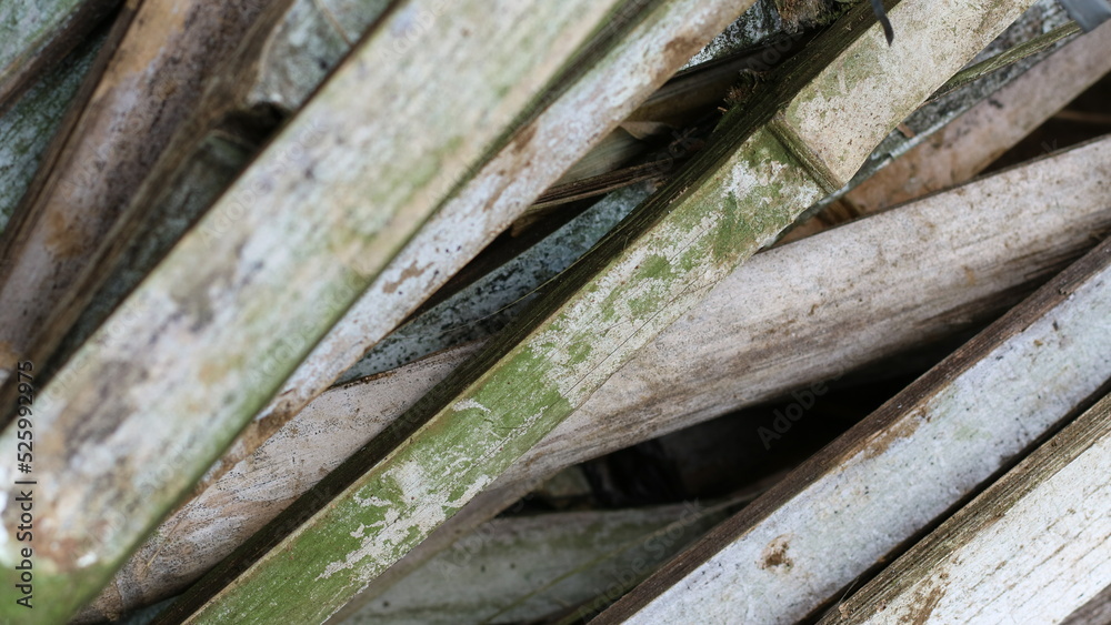 A pile of unused bamboo due to age A pile of unused bamboo due to age