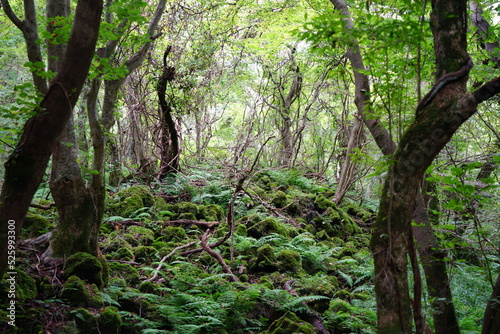 mossy rocks and trees in primeval forest