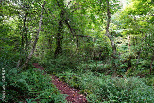 fine path through thick wild forest