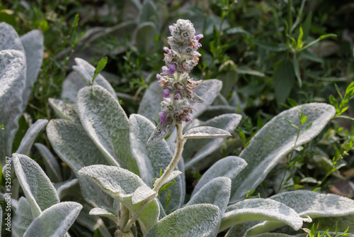 Inflorescence of Stachys byzantina, close-up on a blurred background photo