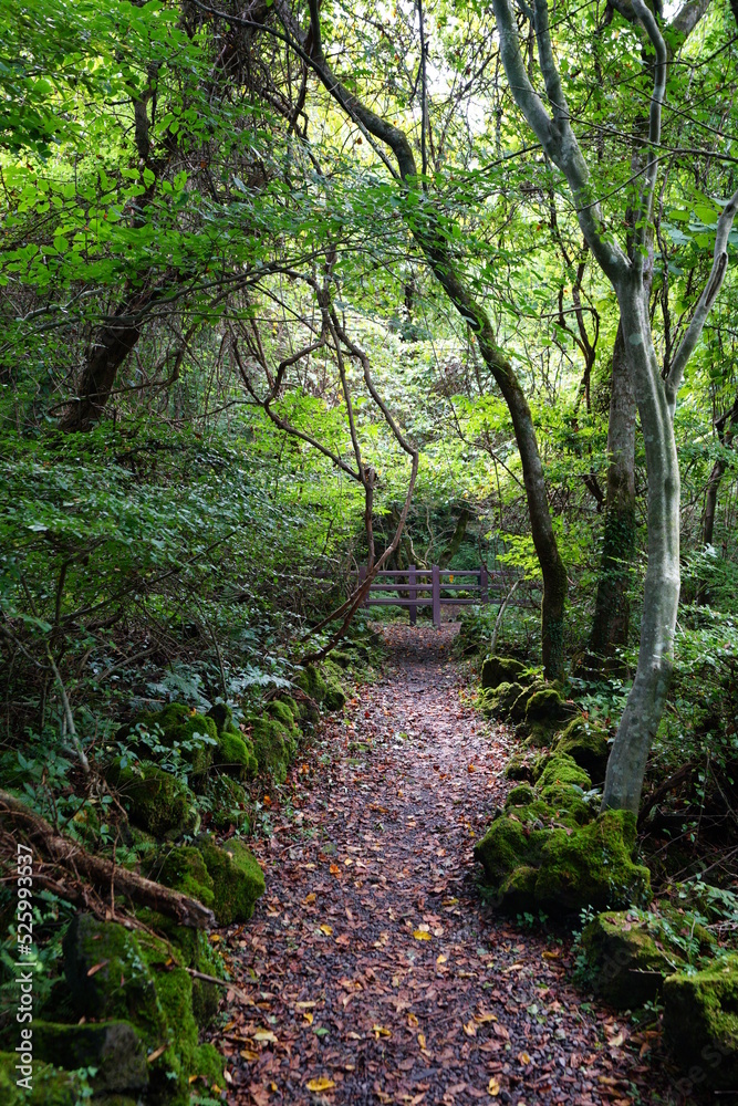 fine path through thick wild forest fine path through thick wild forest