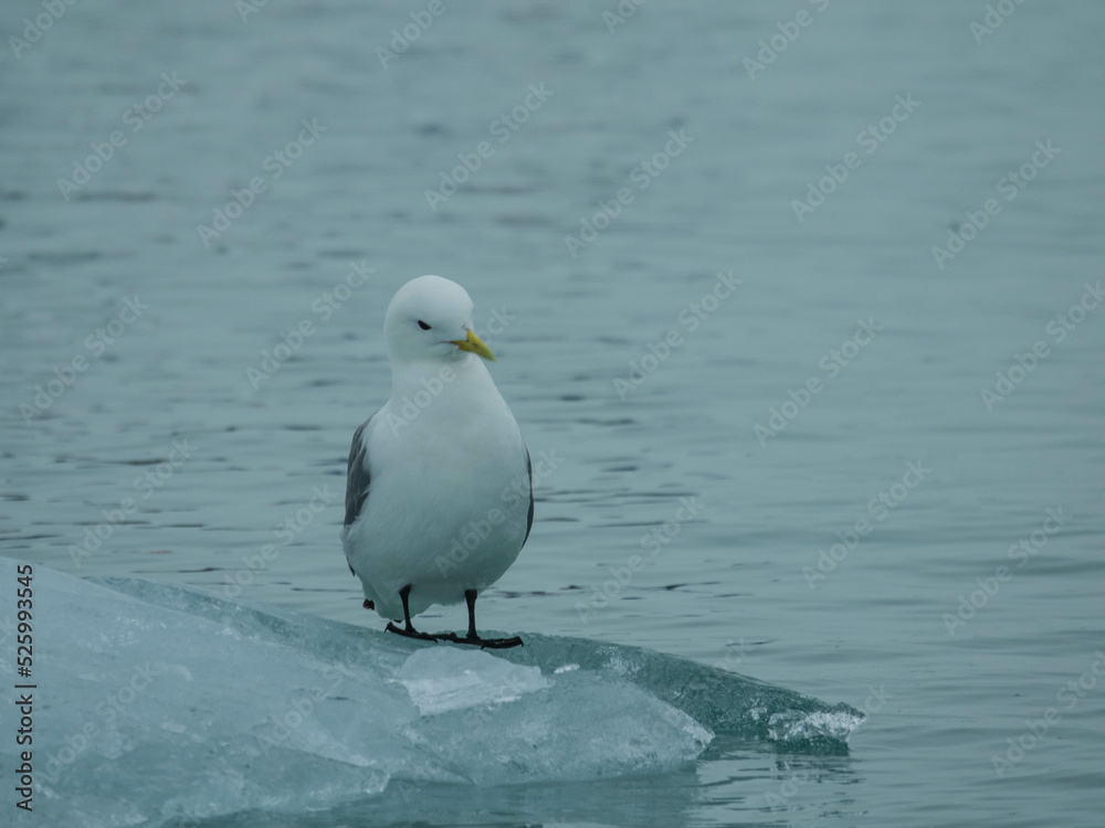 Seagull on the ice floes of Svalbard. Norwegian archipelago between Norway and the North Pole. Arctic ocean, Svalbard, Norway. Seagull on the ice floes of Svalbard. Norwegian archipelago between Norway and the North Pole. Arctic ocean, Svalbard, Norway.