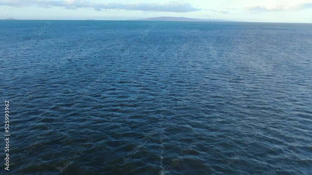 native hawaiian seabirds looking for fish food and dive hunting fishing native hawaiian seabirds looking for fish food and dive hunting fishing