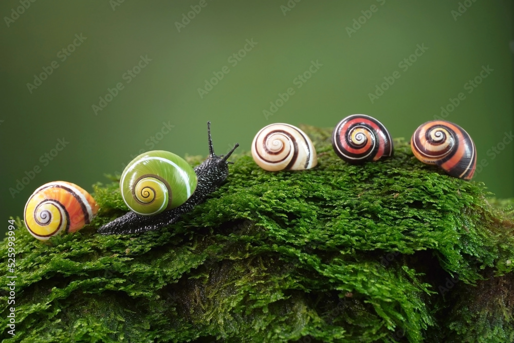 Cuban snail (Polymita picta) world most beautiful land snails from Cuba , its known as "Painted Snails", rare, endangered and protected. Colorful snails, selective focus, copy space - obrazy, fototapety, plakaty 