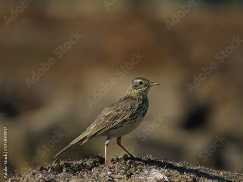 Beautiful bird outdoors on a clear, sunny day