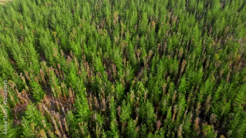 Aerial view dolly over green pine tree forest treetops sunny day Aerial view dolly over green pine tree forest treetops sunny day