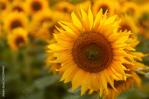 Fototapeta Naklejka Na Ścianę i Meble -  Sunflower field in the summer