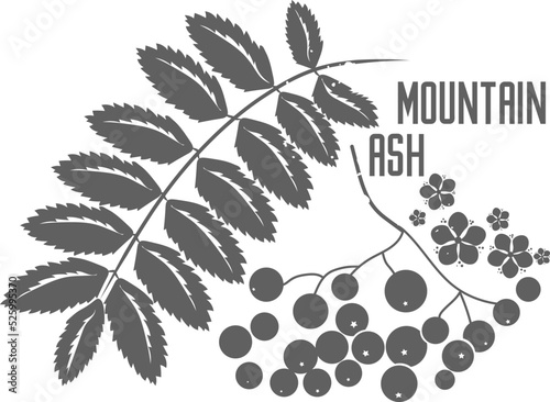 Red ashberry vector silhouette. Branch rowan tree with leaves medicinal herbs. Mountain Ash branch with flowers and fruit silhouette for pharmaceuticals and cosmetology. Pyrus Aucuparia 