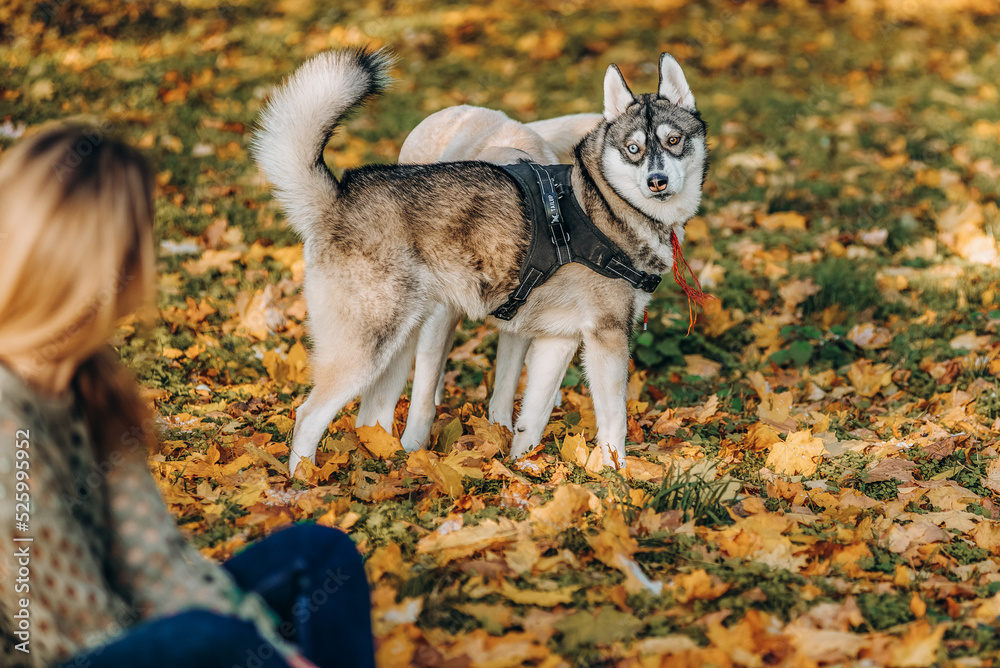 Obraz premium A beautiful blonde is sitting in yellow leaves in a park and playing with her labrador.