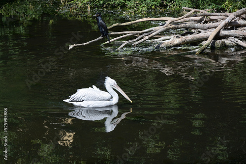 Fairy story. Dalmatian pelican  lat. Pelecanus crispus  swims on the enchanted lake. Above you can see the black cormorant.