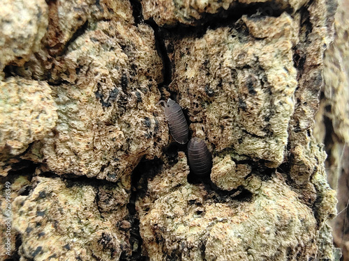 Classic brown bark pattern. There is an insect bullet Indra is hiding, suitable for making a background image.