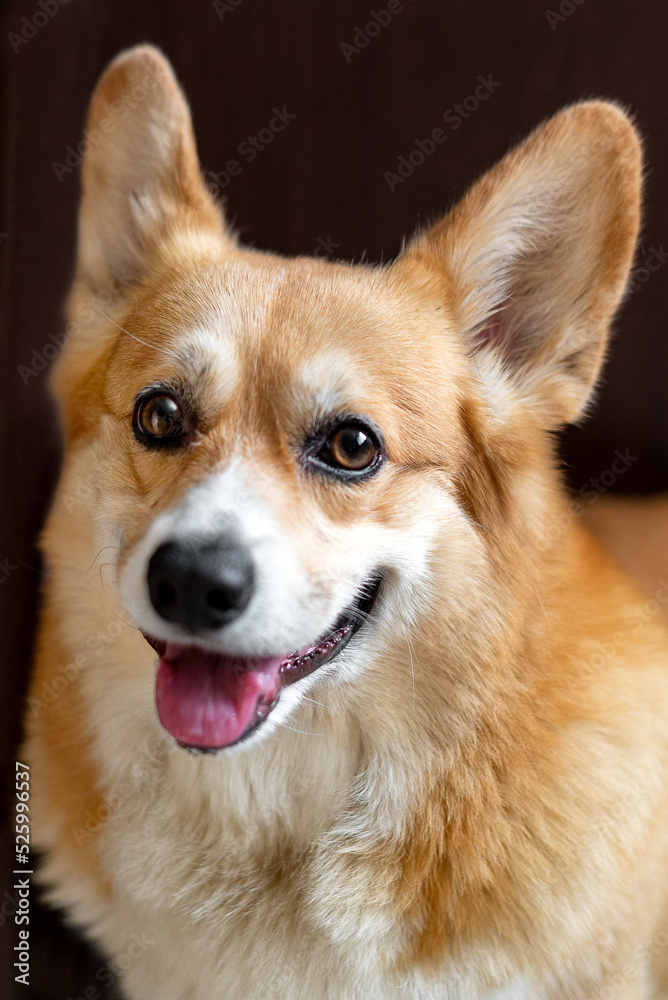 Ginger Pembroke Welsh Corgi dog portrait