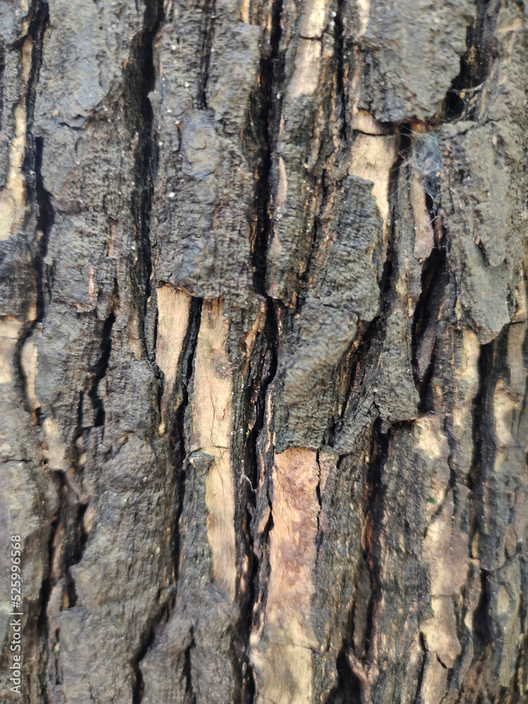 Classic brown bark pattern. suitable for making background images Classic brown bark pattern. suitable for making background images