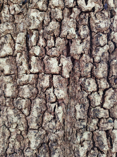 Classic brown bark pattern. suitable for making background images