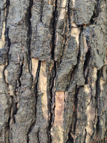 Classic brown bark pattern. suitable for making background images