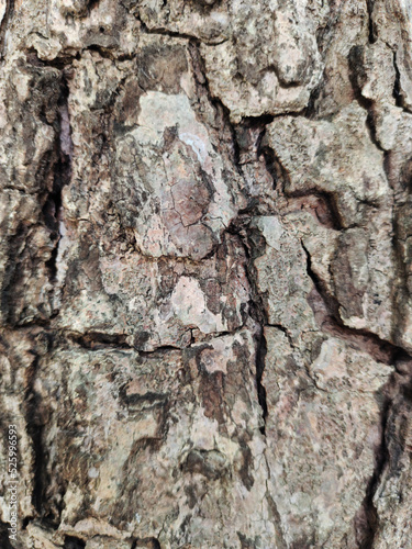 Classic brown bark pattern. suitable for making background images