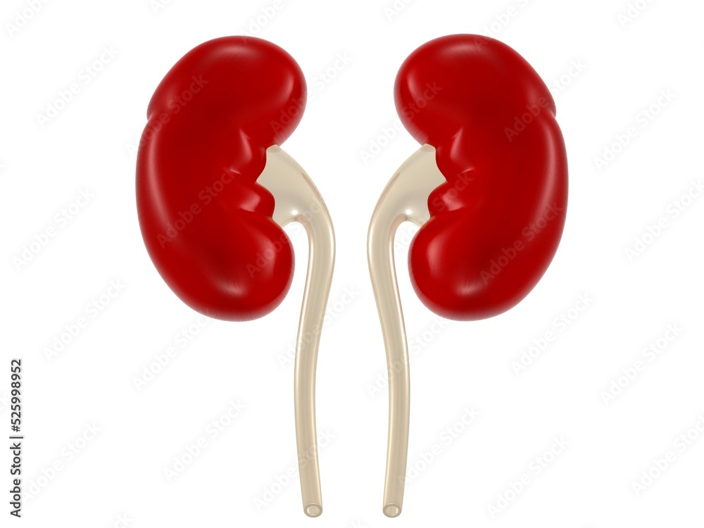 human kidneys anatomy