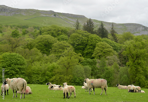 Sheep in fields above Clapham in Yorkshire Dales