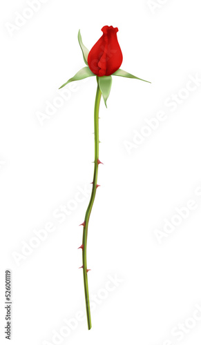 Realistic Rose Illustration