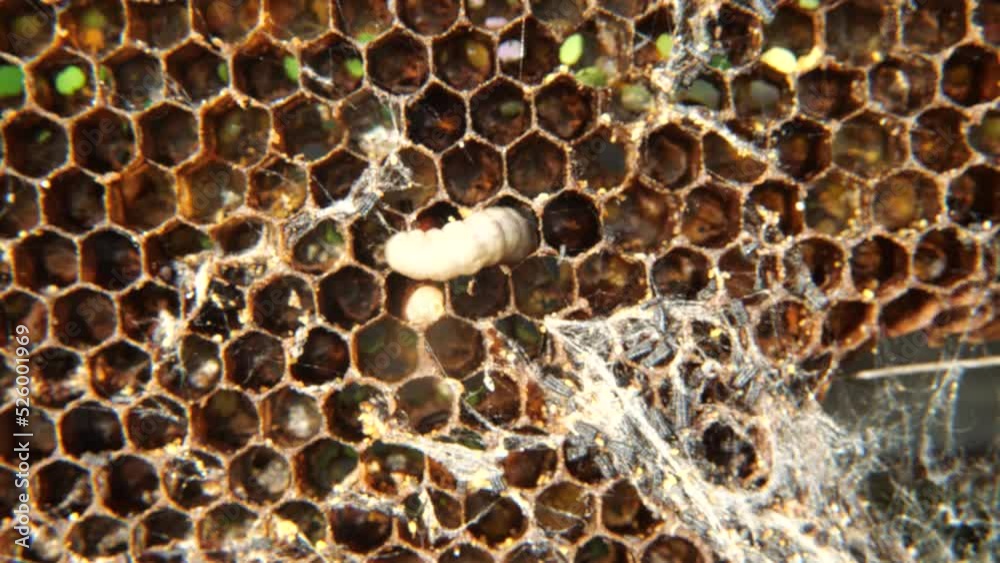 The larva of the wax moth gnaws and eats the The wax moth