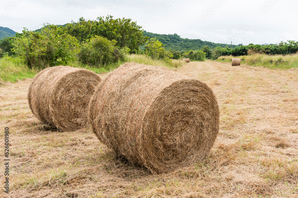 The landscape of hay rolls in the fields of Manzhou, Pingtung, Taiwan The landscape of hay rolls in the fields of Manzhou, Pingtung, Taiwan