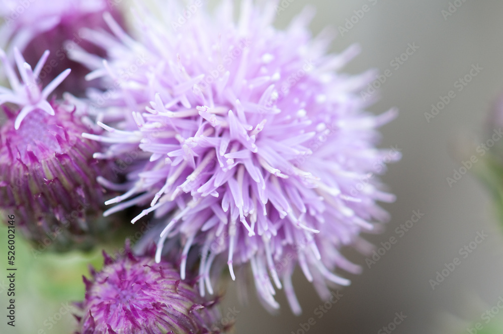 Beautiful purple macro shot of a pink blooming flower with depth of field close up