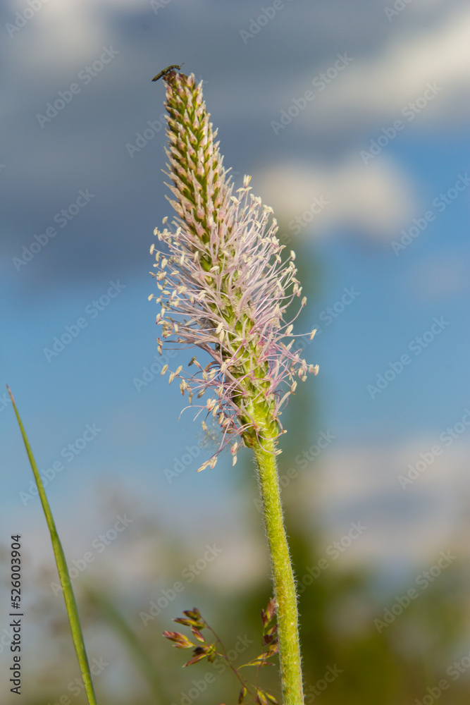 Plantago lanceolata is a species of flowering plant in the plantain family Plantaginaceae. It is known by the common names ribwort plantain and narrowleaf plantain