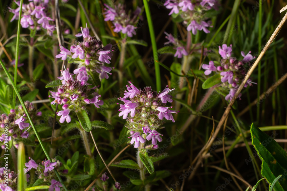Obraz premium The macrophoto of herb Thymus serpyllum, Breckland thyme. Breckland wild thyme, creeping thyme, or elfin thyme blossoms close up. Natural medicine. Culinary ingredient and fragrant spice in habitat
