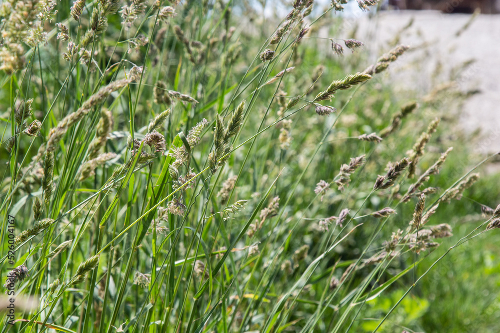 Wild grasses against sunset in springtime in front of north atlantic ocean in sunset .Close up of seeds and pollen on a cat grass, dactylis glomerata, plant Wild grasses against sunset in springtime in front of north atlantic ocean in sunset .Close up of seeds and pollen on a cat grass, dactylis glomerata, plant