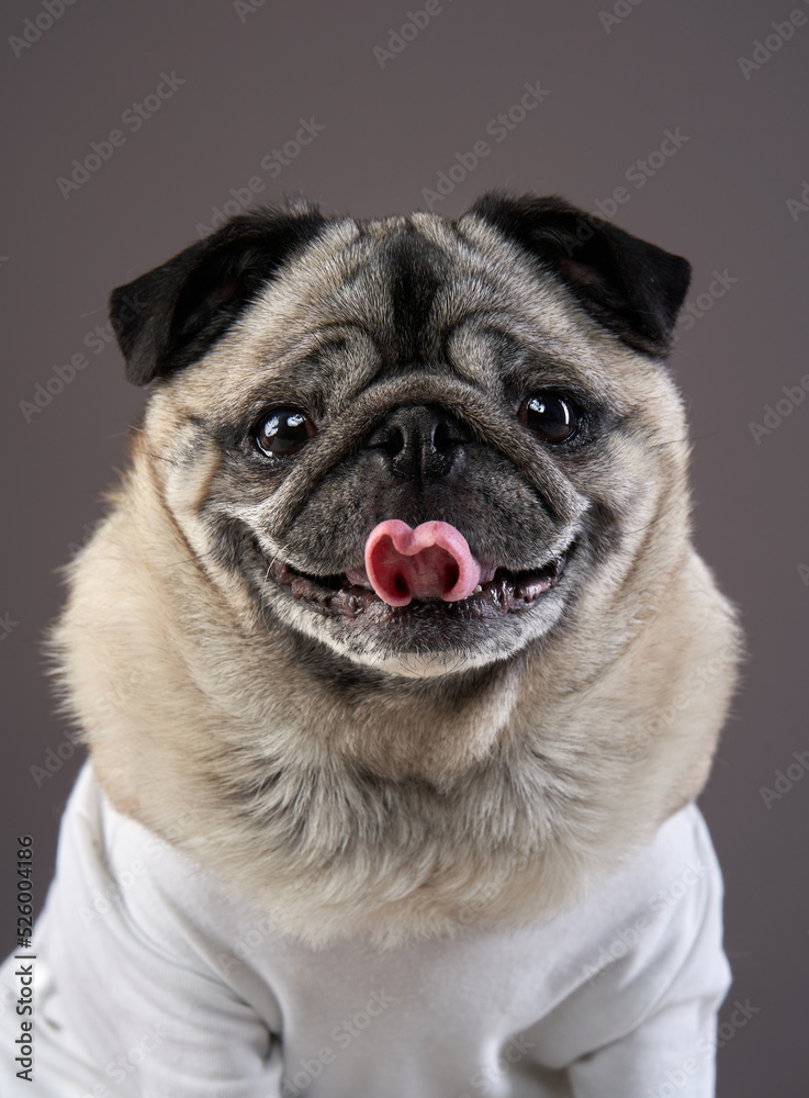 disabled dog. charming pug on a dark background. Pet portrait in studio