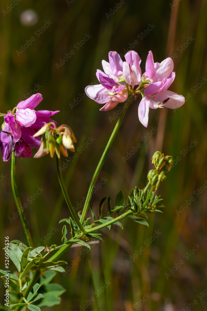 Close up, macro. Crownvetch or Securigera varia Coronilla varia or purple crown vetch. Flowering field plants. Close up, macro. Crownvetch or Securigera varia Coronilla varia or purple crown vetch. Flowering field plants.