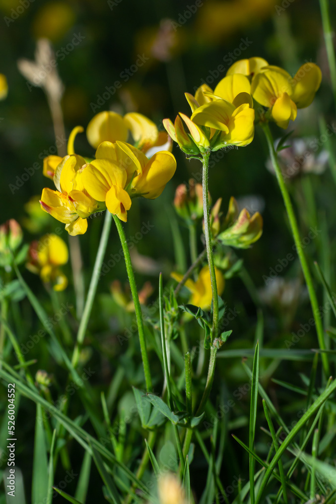 Close-up of field bright yellow wild honey flower lotus corniculatus on natural blurry background Close-up of field bright yellow wild honey flower lotus corniculatus on natural blurry background