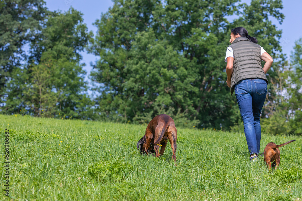 female dog trainer with two dogs on a green meadow