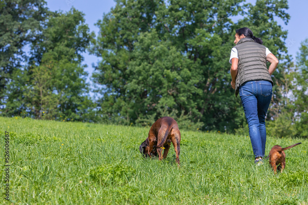female dog trainer with two dogs on a green meadow female dog trainer with two dogs on a green meadow