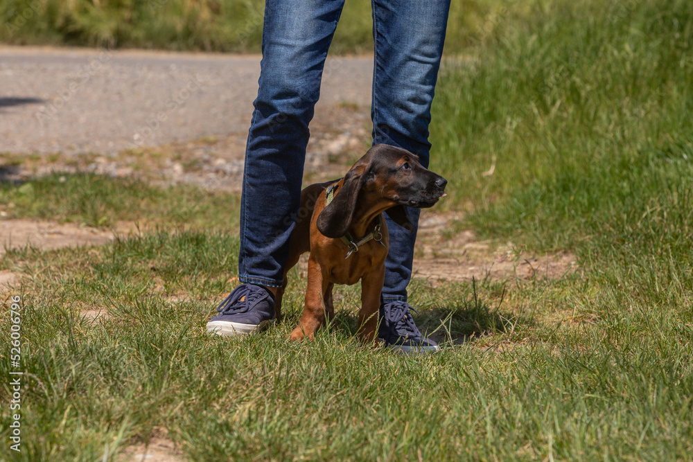 puppy dog between legs