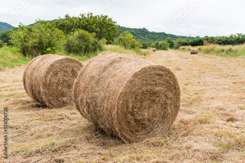 The landscape of hay rolls in the fields of Manzhou, Pingtung, Taiwan