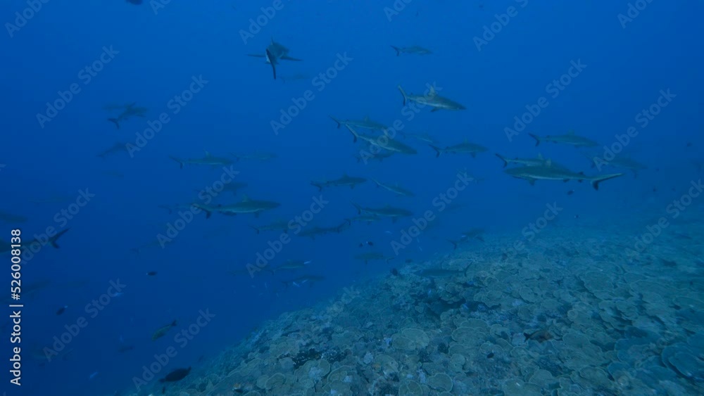Big school of grey reef sharks patrolling a tropical coral reef in clear water, in the atoll of Fakarava in the south pacific ocean around the islands of Tahiti Big school of grey reef sharks patrolling a tropical coral reef in clear water, in the atoll of Fakarava in the south pacific ocean around the islands of Tahiti