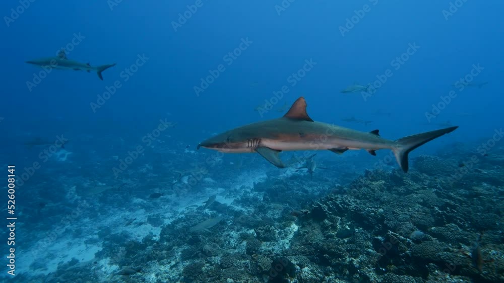 School of grey reef sharks patrolling a tropical coral reef in clear water, in the atoll of Fakarava in the south pacific ocean around the islands of Tahiti School of grey reef sharks patrolling a tropical coral reef in clear water, in the atoll of Fakarava in the south pacific ocean around the islands of Tahiti
