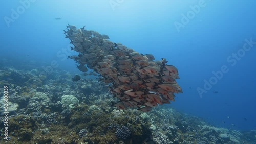 camera approaches a School pf paddletail snapper on a tropical coral reef in clear water of the pacific ocean around the islands of Tahiti photo