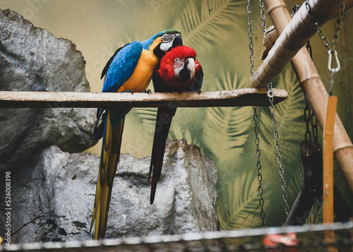 Obraz przytulające się papugi 