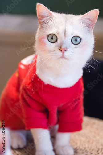 white kitten in red clothes © Yingchuan