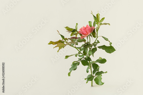 A branch with a blooming coral-pink rose, buds and green leaves against pastel beige background. Minimal spring or summer, natural, floral greeting or gift card concept.