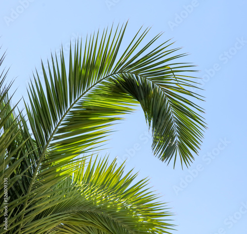 Palm tree against the blue sky.