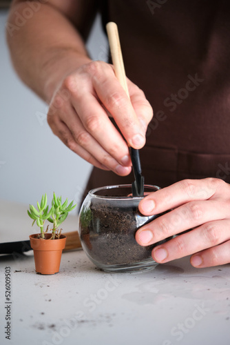 Man's hands filling a crystal vase pot with soil to repot a mini succulent plant, Tylecodon buchholzianus. Home gardening.
