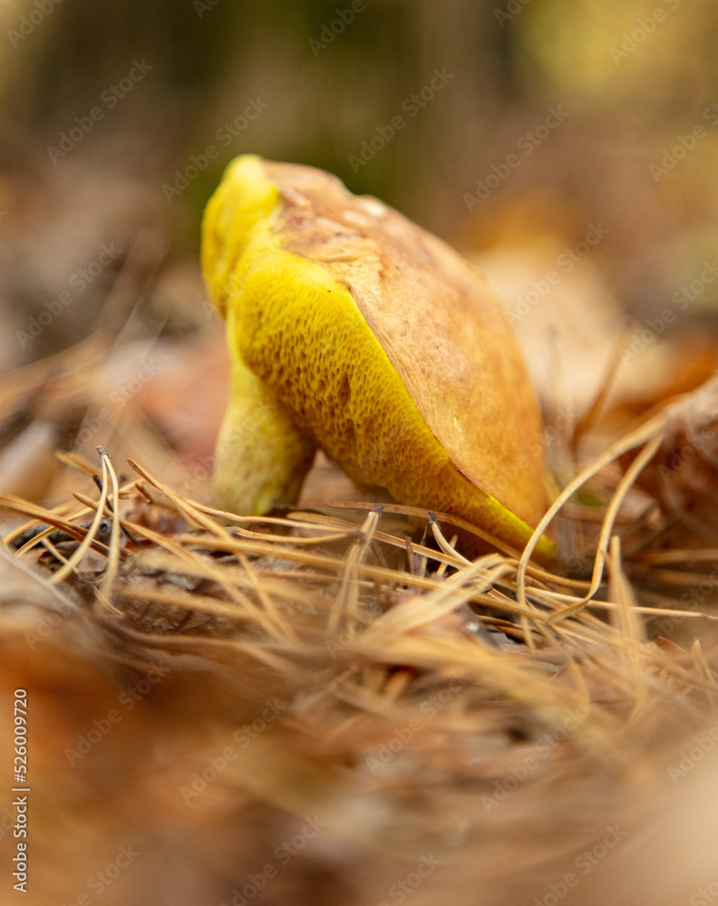 Obraz premium Oiler mushroom on the ground in the forest in autumn.