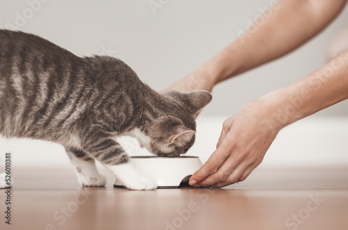 Woman feeding grey kitten by cat's meal indoors. photo
