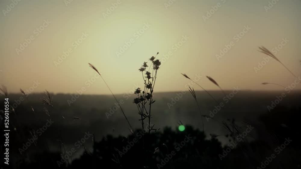 Reeds Sway On Wind And Sun Rays.Wild Grass Sway From Wind On Nature Sky.Reed In Meadow Sways.Grass Blowing On Nature Autumn Field.Fall In Herb Meadow On Pond Countryside.Nature Windy Day.Golden Sunset Reeds Sway On Wind And Sun Rays.Wild Grass Sway From Wind On Nature Sky.Reed In Meadow Sways.Grass Blowing On Nature Autumn Field.Fall In Herb Meadow On Pond Countryside.Nature Windy Day.Golden Sunset
