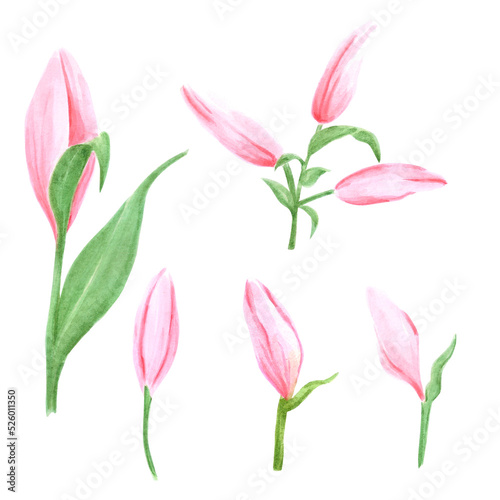 Handdrawn Watercolor pink lily bud set with green leaves on the white background. Scrapbook design  typography poster  label  banner  post card.