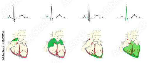 Normal heart rhythm. Electrocardiogram corresponding to the sequence of electrical events in the heart.